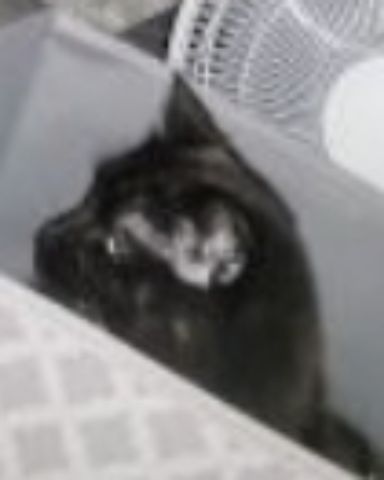 Cute cat named Minnie