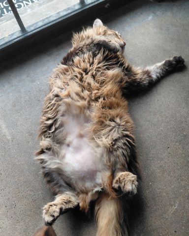 Cute cat named Hot Tamale/Mollie