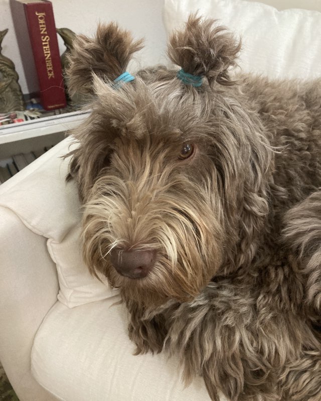 Cute dog named Poppy
