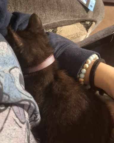 Cute Black cat named Aries