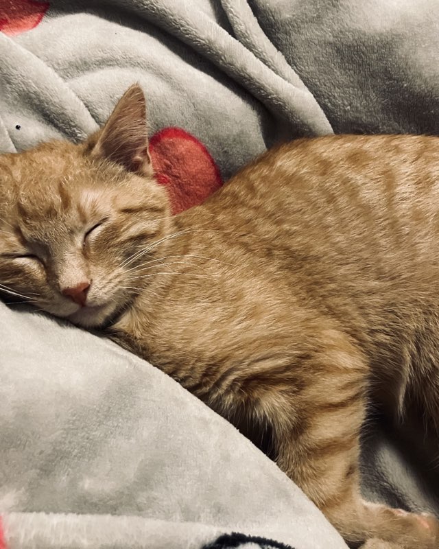 Cute Tabby named Breeze