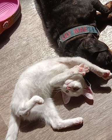 Cute idk named Buttons
