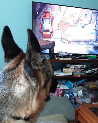 Cute German Shepard named Boss
