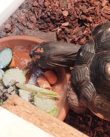 Cute Redfoot Tortoise named Robert