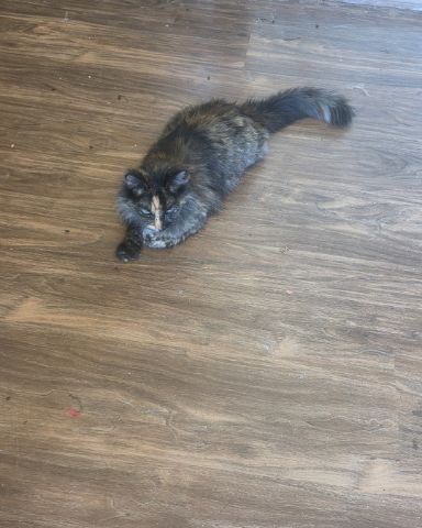 Cute cat named Luna