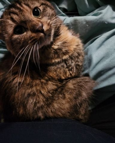 Cute cat named Buttercup