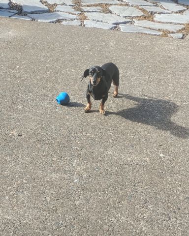 Cute wiener dog named ralphie