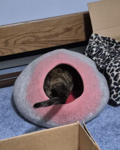 Cute cat named Zeros