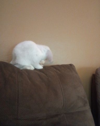 Cute Bunny named Snowball