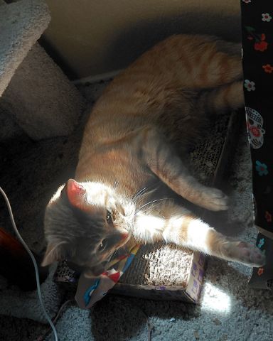Cute Orange tabby named Phenyx