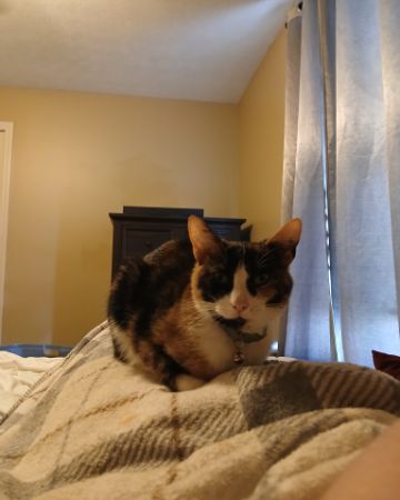 Cute domestic short hair named Ivy