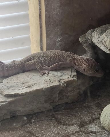 Cute Leopard Gecko named Squishy
