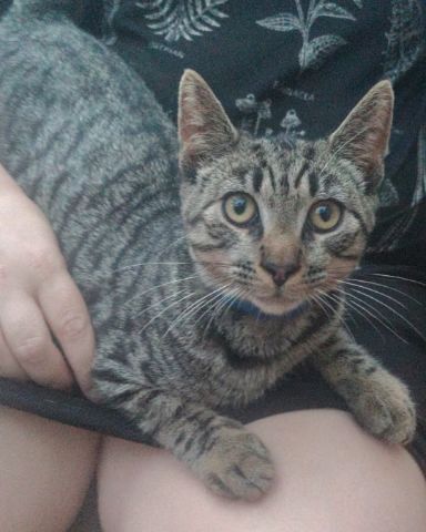 Cute domestic short hair named Zeus