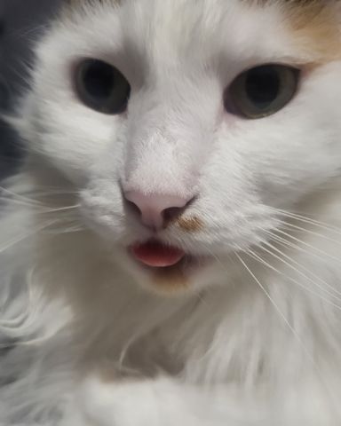 Cute cat named daisy