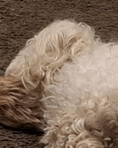 Cute dog named Charlie