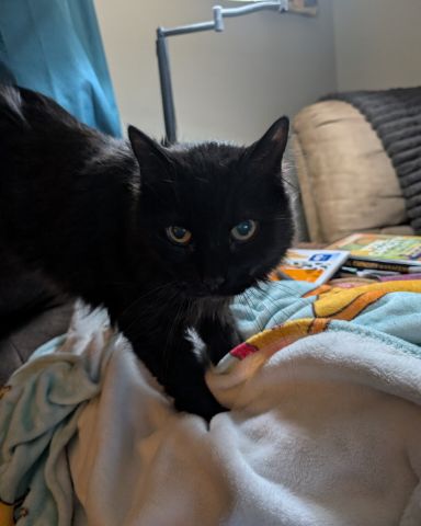 Cute black cat named kaiju