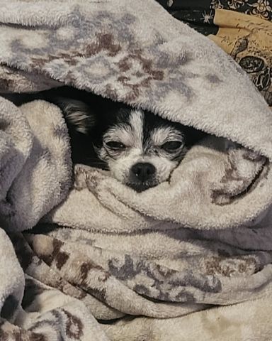 Cute chihuahua named lulu