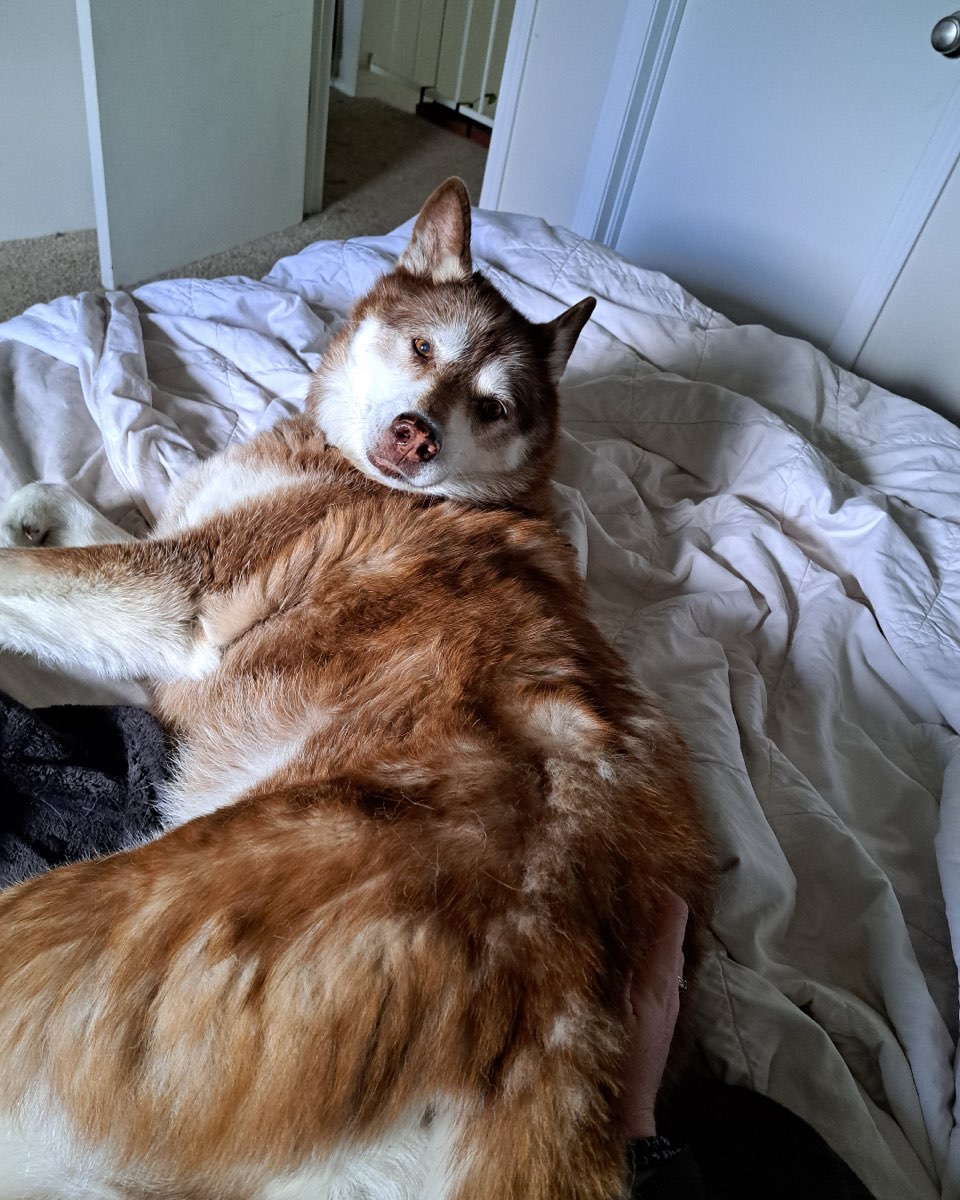 Cute dog named Nala