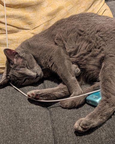 Cute Grey named Theseus