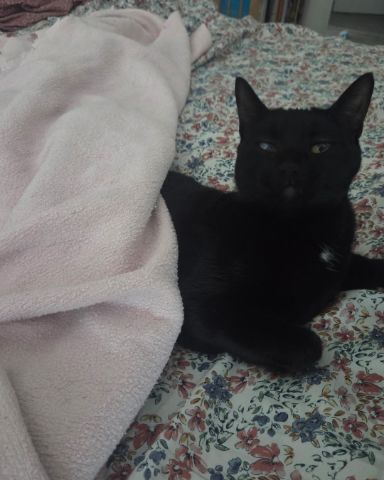 Cute black cat named Thelma