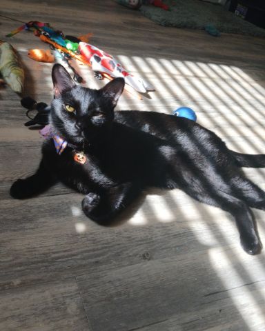 Cute Ghost Tabby named Spookly