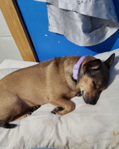 Cute dog named joy