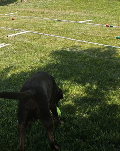 Cute chocolate lab named Roscoe