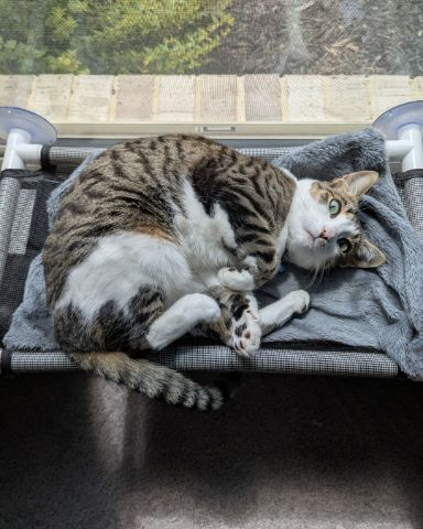 Cute Piebald Shorthair named Kima