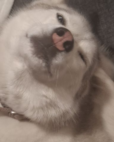 Cute husky named Athena