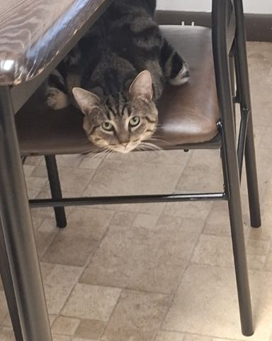 Cute taby named Hermes