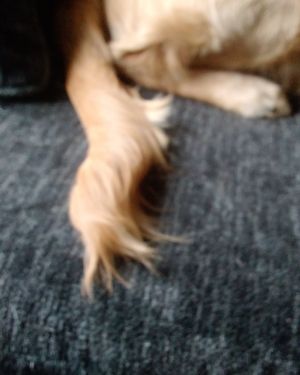 Cute golden retriever named thatdogbeso
