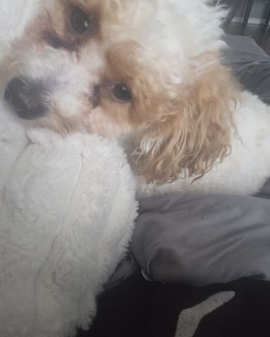 Cute Bichpoo named Honey Bun
