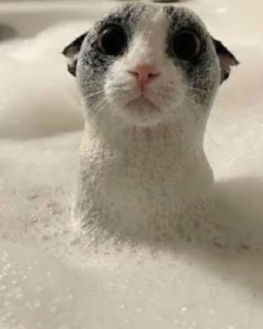 Cute cat named Shelter cats