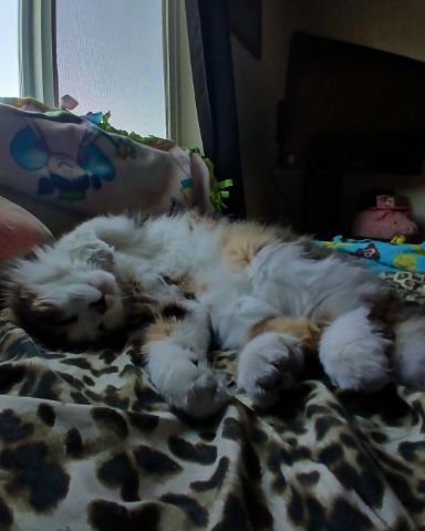 Cute cat named Frito