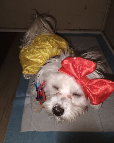Cute Maltese named brook