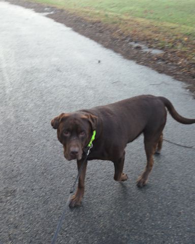 Cute dog named Roscoe