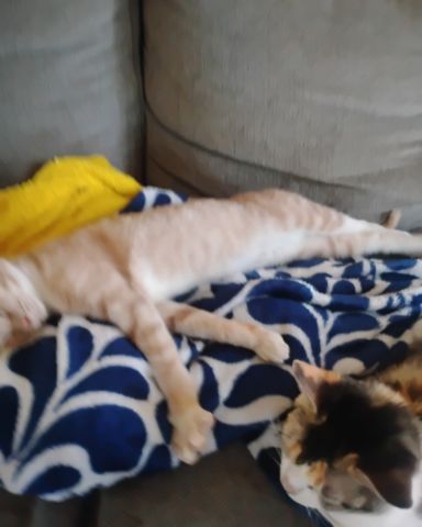Cute cat named Zack