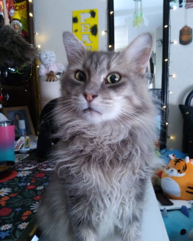Cute Long Haired Tabby named Logan