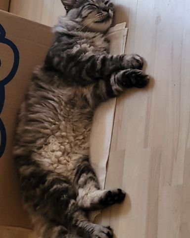 Cute cat named Yeti Freddie