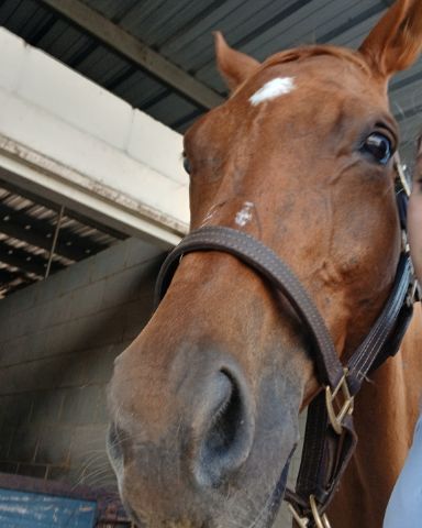 Cute TB;ARABIAN Cross named DEWY!