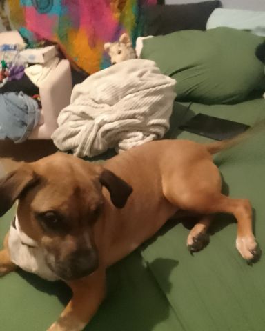 Cute Boxer, pitbull, and two other dogs combined. ik it's odd. named Ginger