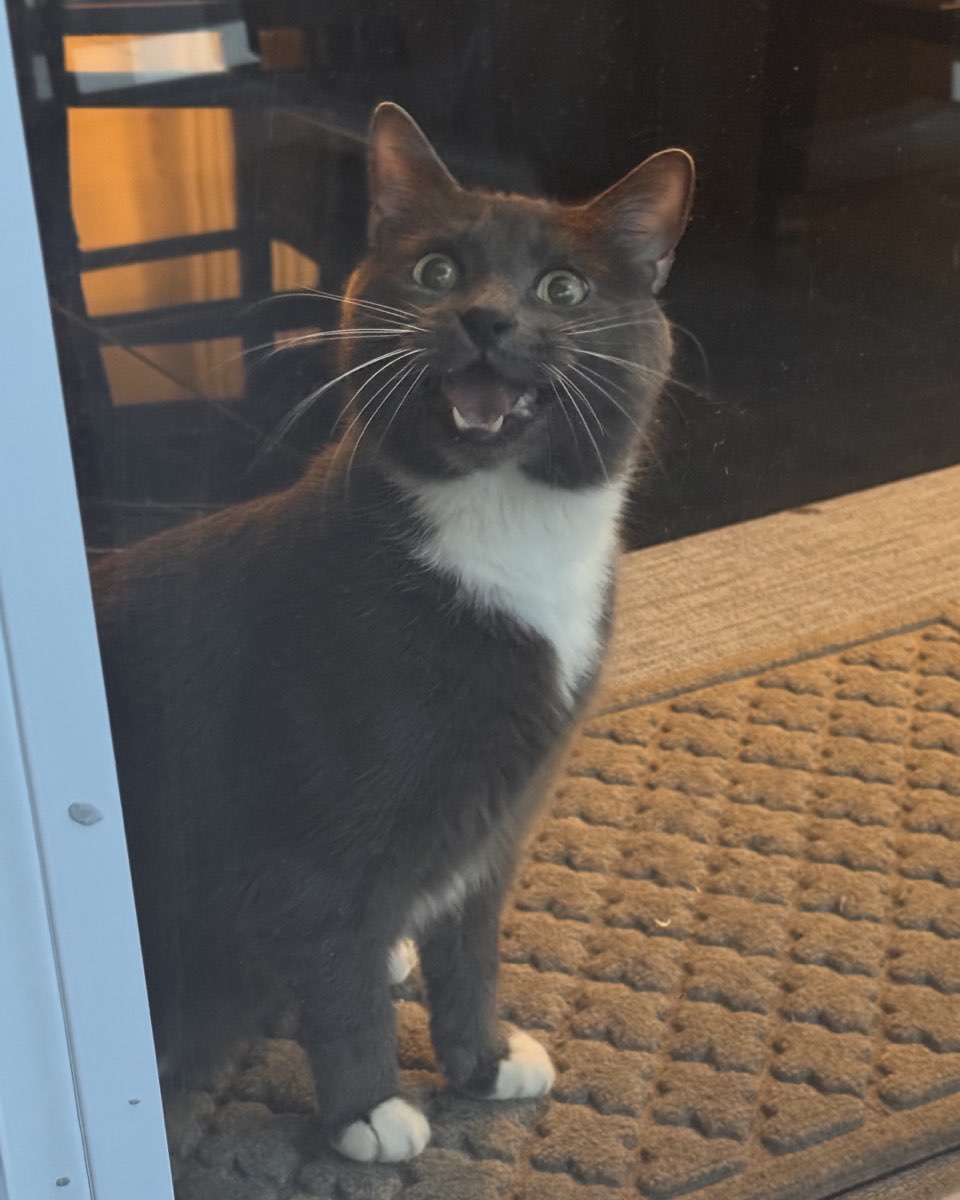 Cute cat named Jholote