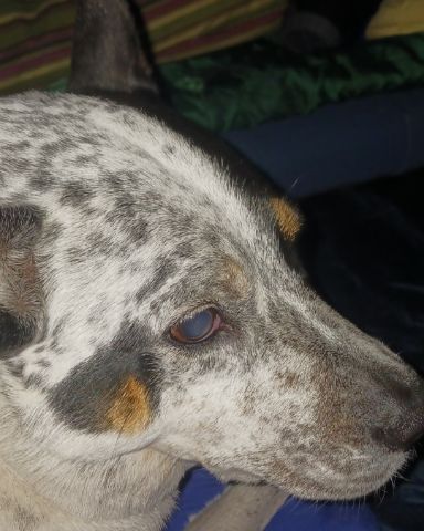 Cute blue heeler named river