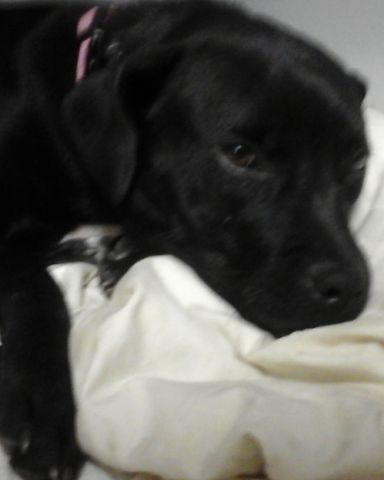 Cute Labrador named lexi