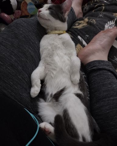 Cute American Shorthair named Cloudfur