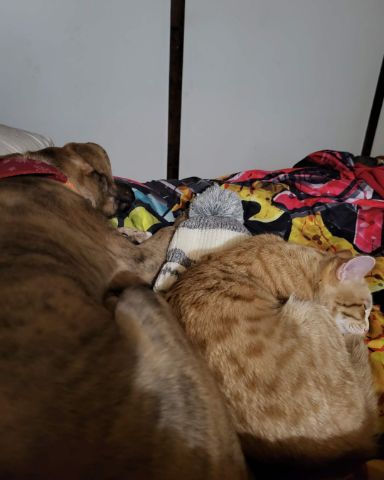 Cute dog named dumpling and Cally