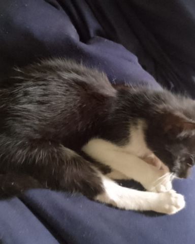Cute cat named Silvestre