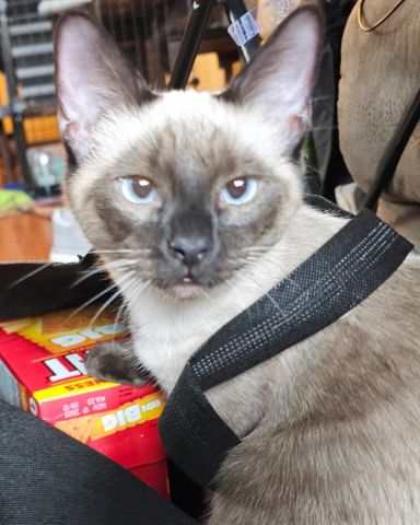 Cute Siamese named stub tail Stella🙃😎 (twin of Luna)