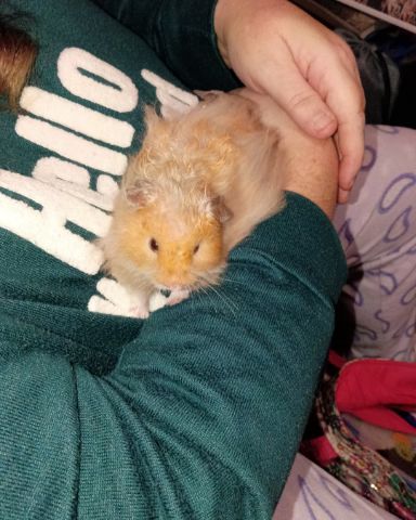 Cute golden hamster named Alex
