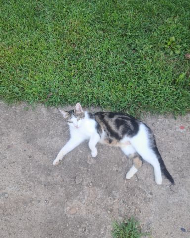 Cute cat named Queen